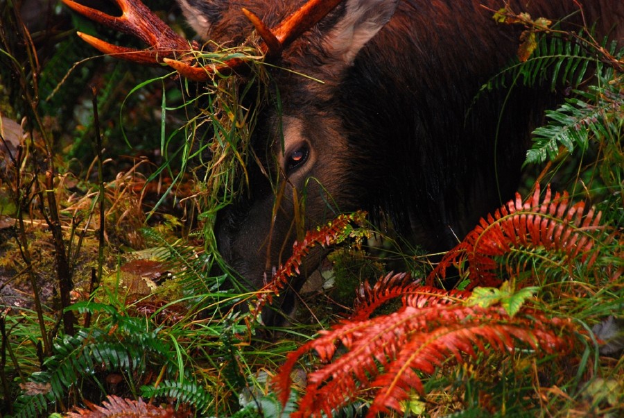 elk, animal, forest, wild, wildlife, hidden, horn, antlers, horns, look,