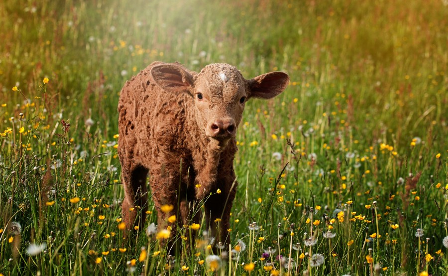 calf, cow, hereford, field, rural scene, animal,