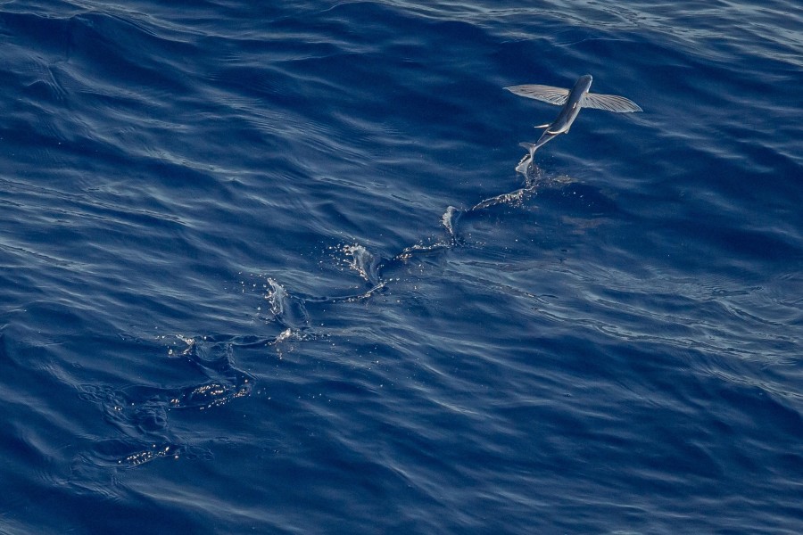 flying fish, fish, sea, fly, marine life, nature,