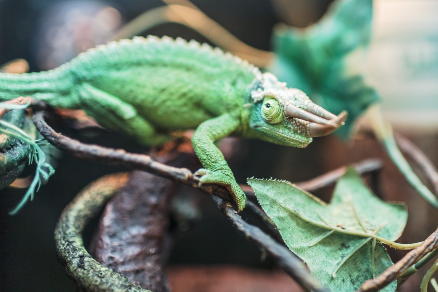 chameleon, green, reptile, camouflage,