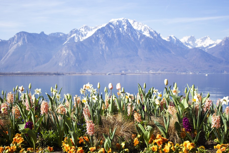 Montreux, Switzerland, Europe, lake, alps, mountains, landscape, flowers, snow, spring,