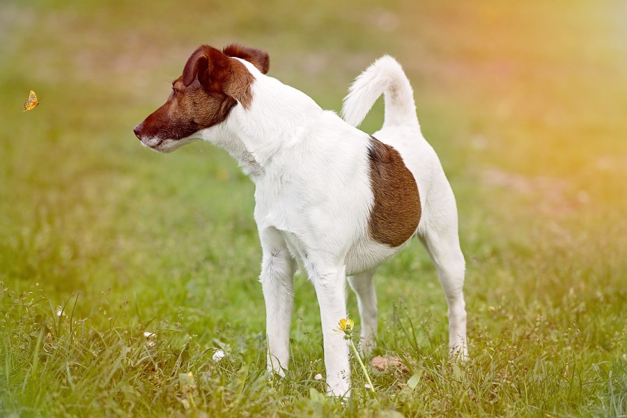 Jack Russell, dog, pet, outdoor, outdoors, animal, 