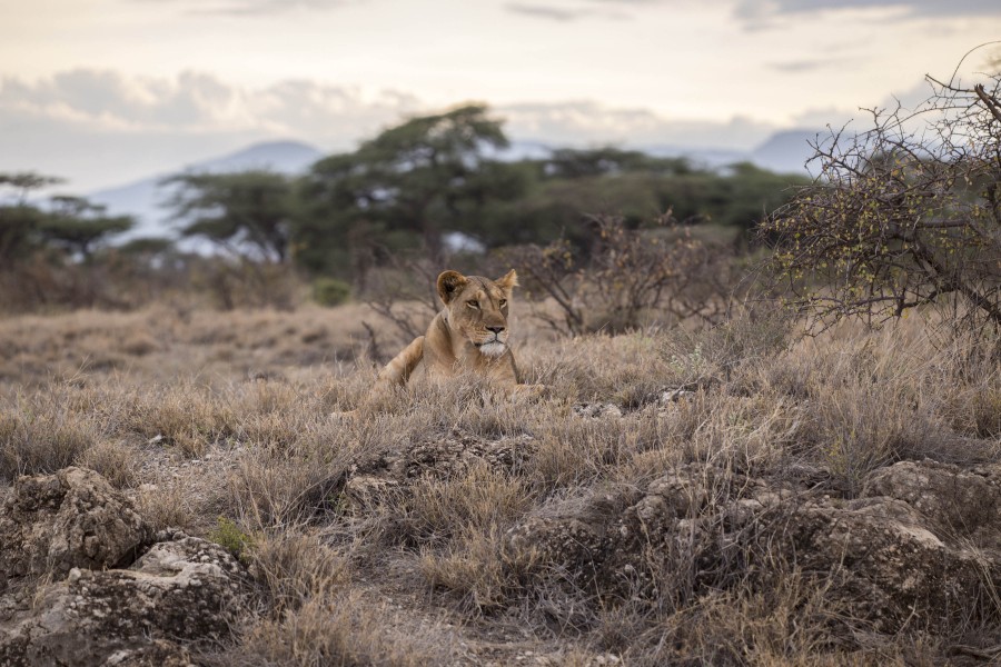 africa, safari, animal, wild, one, lion, lioness, feline,