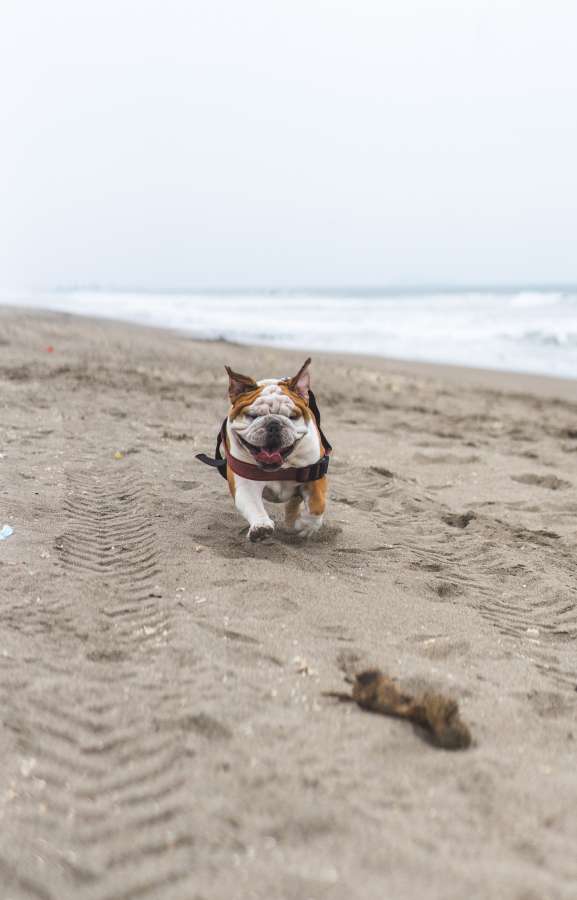 English, Bulldog, Running, Beach, summer, pet, mascot, vitality, 
