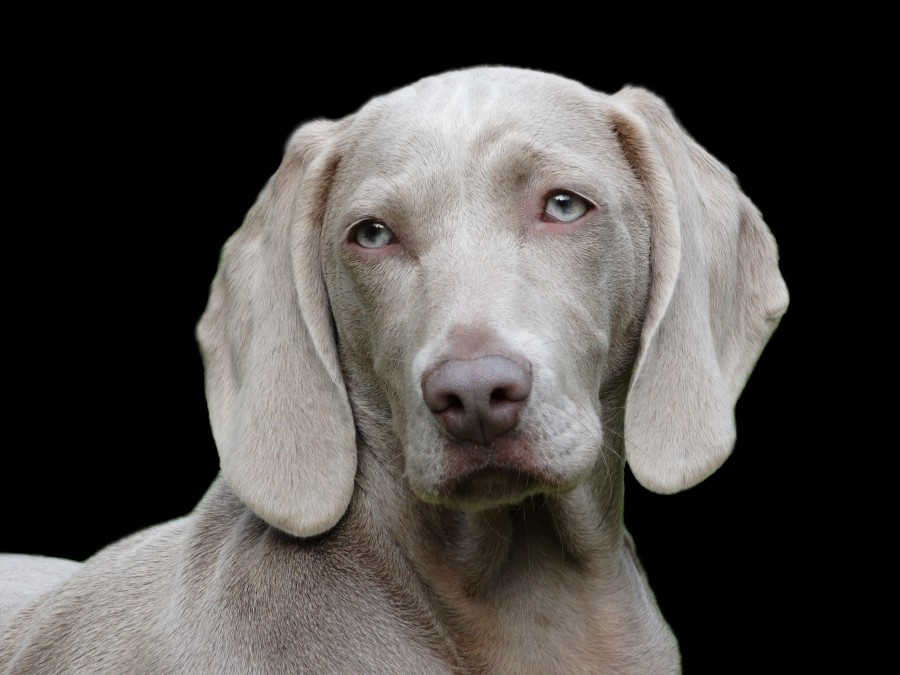 Black background, celestial eyes, Pet, Dog, Animal, Cute, Portrait, Cut Out, Cheerful, Looking At Camera, Studio Shot, Mouth Open, Color, Carefree, Animal Mouth, One Animal, Photography, Animal Body Part, Fur, mane, adorable, tender, sweet, playful, kind, friend, faithful friend, faithfulness, Tenderness, pet, pet, family, Pets, animals, breeds, thoroughbred, mongrel, cheerful, sympathetic, nice, cuddly, loving, Hound, puppies, Images, free images, photography, free