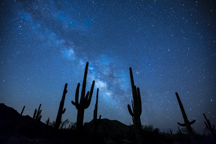 cactus, plant, desert, night, night, blue, sky, stars, Milky Way, silhouette,
