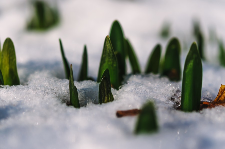 plant, winter, ice, grow, bud, nature,