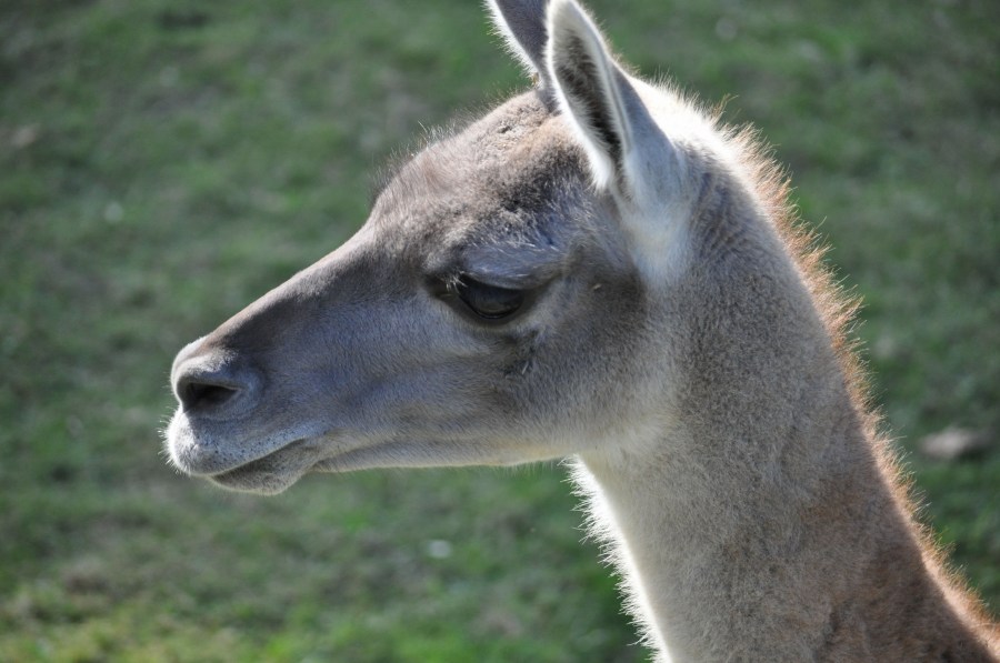 One Animal, Guanaco, Wild Animal, guanacos, Mammal, Wildlife, wildlife, Zoology, Zoo, Zoo