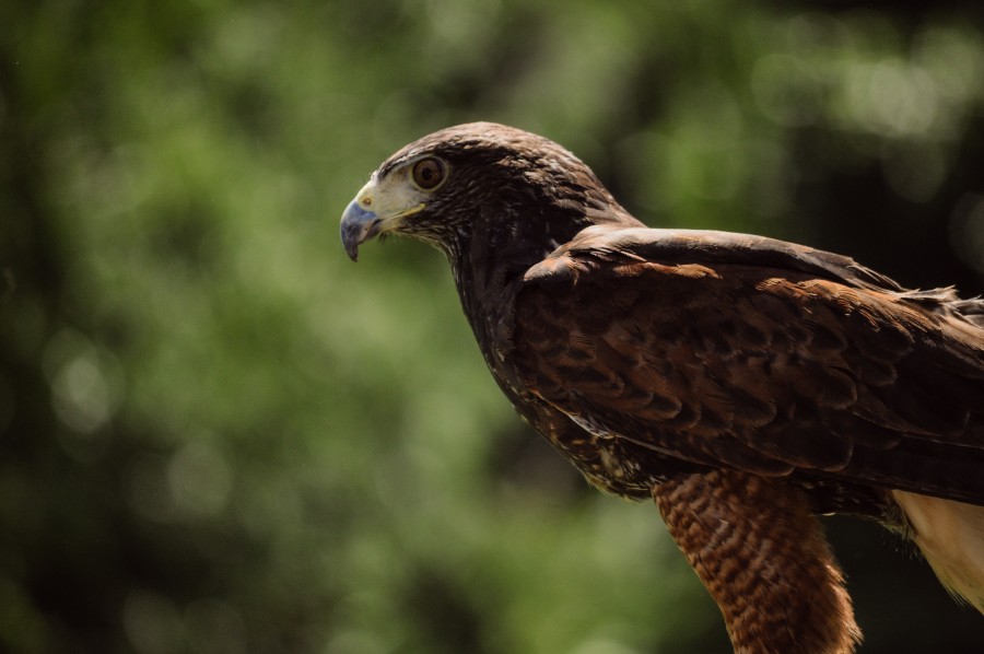bird, bird of prey, hunter, eagle, hawk, wild animal, nature, wildlife, flight, Parabuteo unicinctus, profile, feathers, talons, beak, wings, falconry, low-flying, buzzard Harris, peuco, Harris Hawk, mixed hawk, cinnamon hawk, hawk rabiblanco