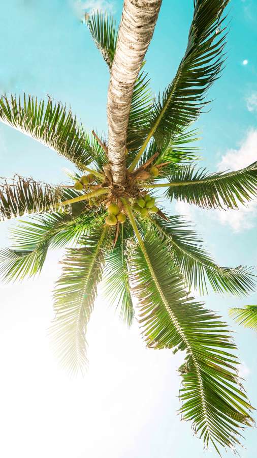 tropical, palm tree, bottom view, caribbean, day, summer, tree,
