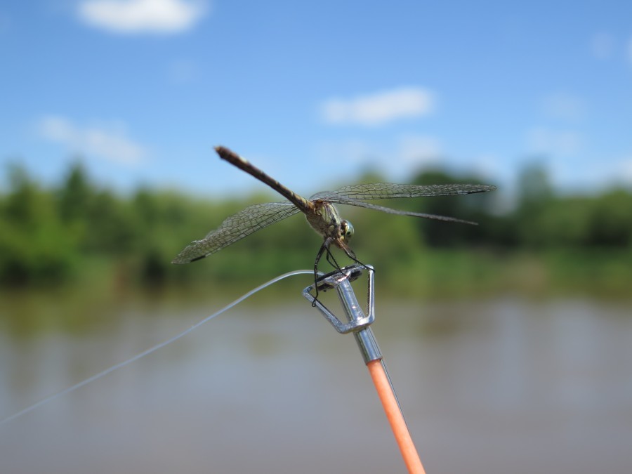 Dragonfly, close-up, detail, insect, nature, fishing, 