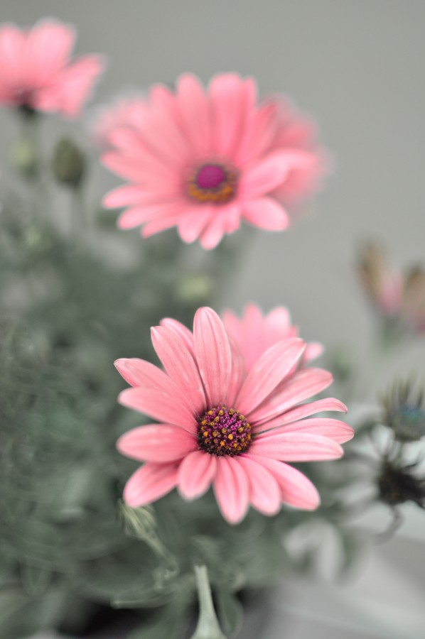 flowers, spring, garden, plant, earth, flower, bud, bud, bud, daisy, lilac, nature, green, leaves