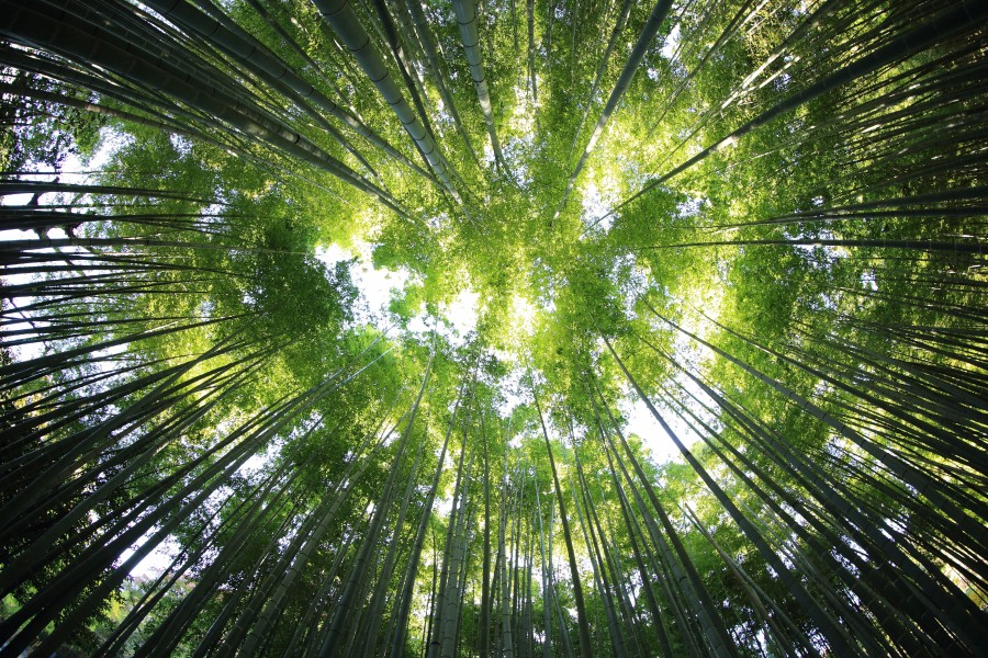 bamboo, cane, forest, nobody, background, background, green, nature,