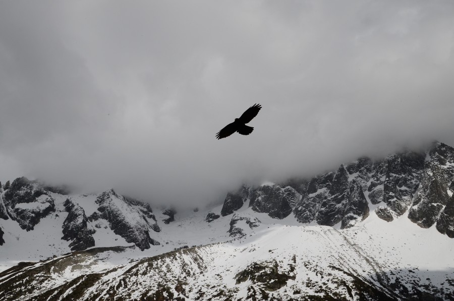 black and white, sky, cloud, cloudy, winter, hawk, bird, flying, flying, mountain, mountains, landscape, snow, snow covered,