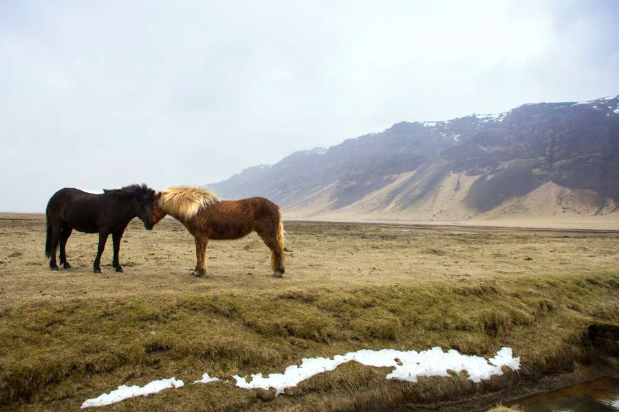 wild, steppe, horse, nature, animal, green, siberian, beautiful, grass, russian, background, field, meadow, landscape, outdoors, yellow, summer, sky, farm, blue, siberia, russia, rural, geometrical, graphic, wallpaper, dry, design, decor, art, black, permian, vector, cloth, hill, textile, package, seamless, ethnic, stencil, decoration, motif, repeating, symbol, wrapping, ornament, ancient, decorative, nomad, fabric