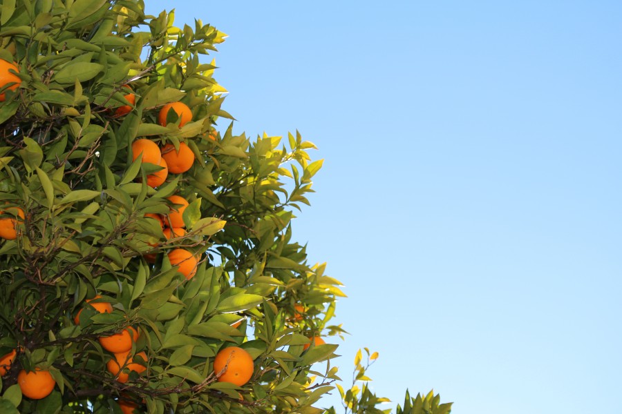 tree, plant, orange, crop, fruit, fruit, orange tree,
