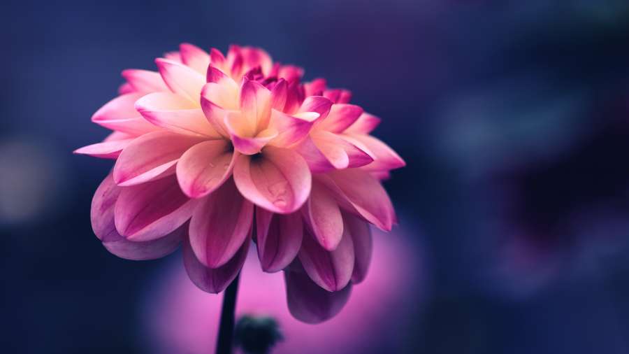 Flower, Wallpaper, Flower Bloom, Bloom, Pink, Pink Bloom, Pink Flower, Petals, Purple, Beauty, Nature, wallpaper 4k