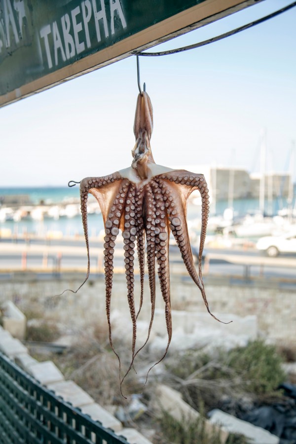octopus, food, tentacles, marine, hanging,