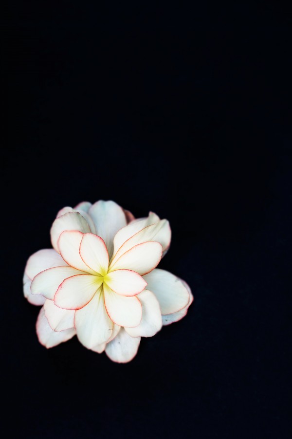 flower, artificial, plastic, black background, nobody,