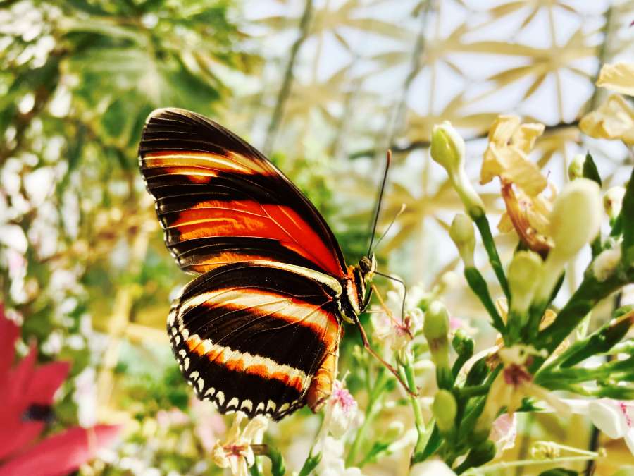 flower, butterfly, garden, macro, nature, beauty, spring, insect, wild, closeup, wing, detail, beautiful, bright, color, summer, blossom, animal, background, natural, plant, environment, wildlife, monarch, meadow, romantic, tranquil, scene, butterfly wings, butterfly flower, sunlight, fragility, fresh, vivid, fragile, peace, vegetation, 