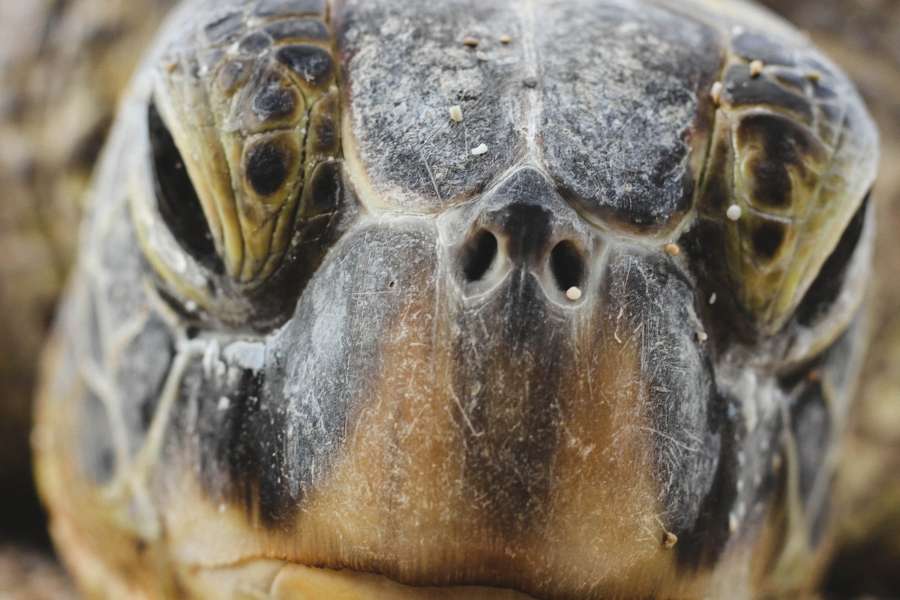 turtle, reptile, animal, face, close-up, look, serious, wild, nature,