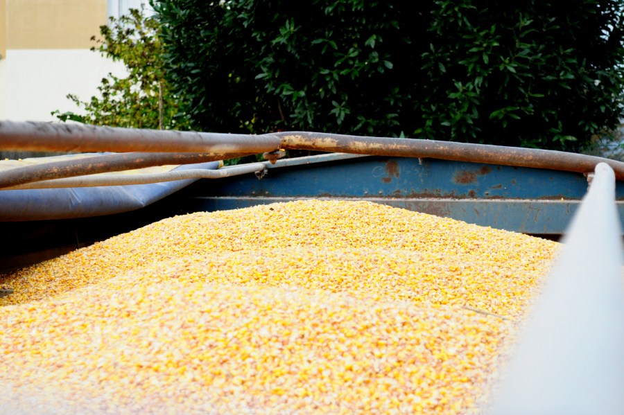 corn, grain, yellow, rural, front view, much, many, stack, stack, exterior, field work, harvest, 