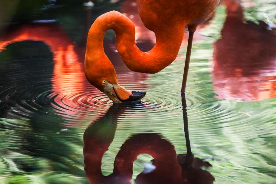 Flamingo, Ripple, Reflection, Wallpaper, Animal Wallpapers, Animal Backgrounds, Bird, Water, Pink, Colorful, Plumage, One Leg
