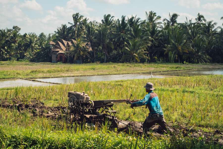 rice, field, culture, agriculture, rural, green, asian, countryside, worker, woman, plantation, farmer, tradition, work, asia