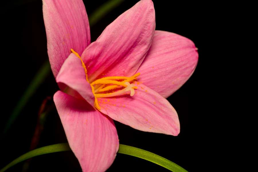 lily, flower, nature, background, macro