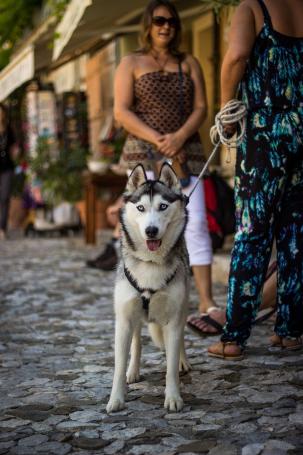 siberian, dog, animal, pet, woman, thong, walk, walking, urban, city, day, activity,