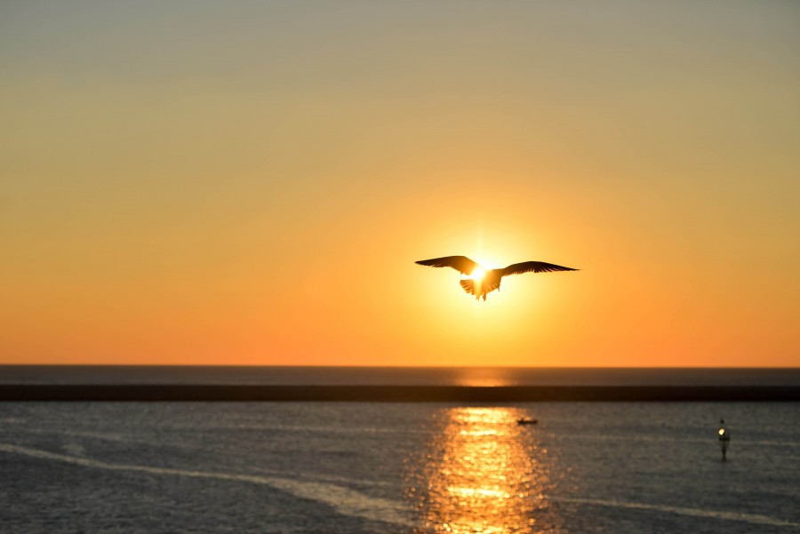 Ocean, Orange, Seagull, Sky, Sunset, Yellow, animal, bird, flight, flying, sun, sunrise, 