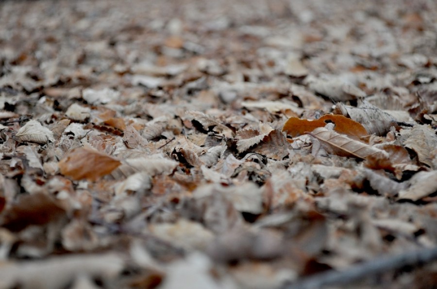 background, background, leaf, leaves, dry, dry, dry, autumn, brown, stack, exterior, garden, 
