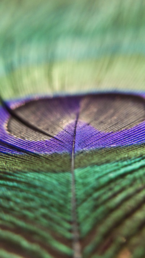 feather, bird, color, colorful, peacock, turkey, detail, close-up, texture, nature, background, 