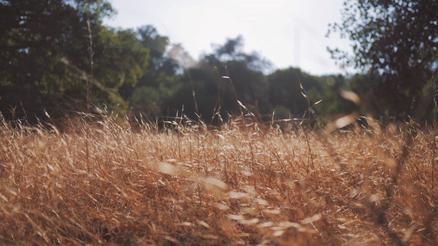 grass, dry, autumn, nature, detail, exterior, day,