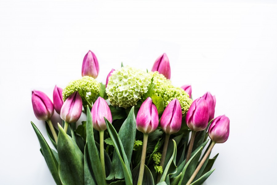 white background, flower bouquet, bouquet, flower, flowers, spring, tulip, tulips, violet, fresh, fresh,