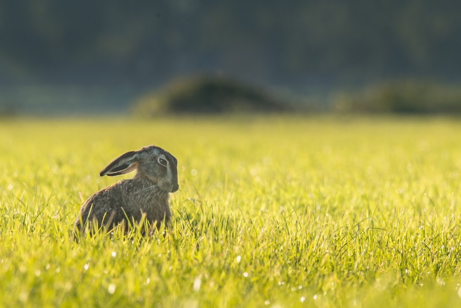 hare, rabbit, field, animal, outdoor, one,