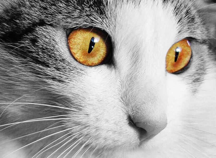 Kitten, cat baby, young animals, aggressive, hunt, cat, Skins, lovely, animals, carnivores, cute, fluffy, Hair, baby, mammal, paw, pets, playful, portrait, Thoroughbred, curious, wanted, free photos, Free images, domestic cat, animal head, portrait, Domestic Cat, Cute, Kitten, Animal, Photography, Looking At Camera, Domestic Animals, Young Animal, Color, Day, Horizontal, Indoors, Pets, No People, Animal Eye, Animal Body Part, Animal Themes, An animal, adorable, cute, pet, furry, mane, Colors, hairs, stripes, feline, pussycat, micifuz, michino, madrileño, Hd wallpapers, 4k wallpapers, 4k resolution, screensaver