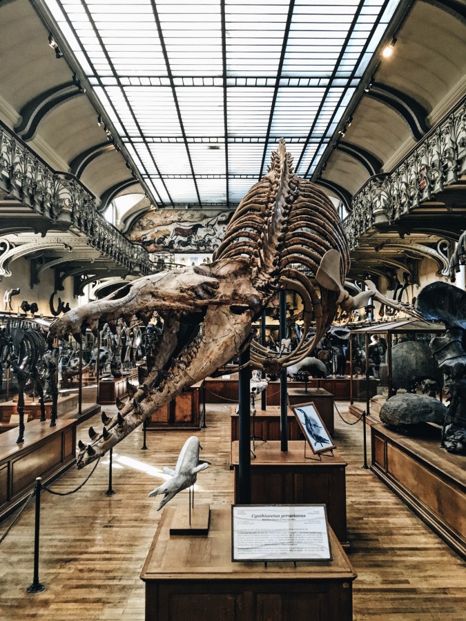 museum, archaeological, archeology, dinosaur, paleontology, skeleton, old,