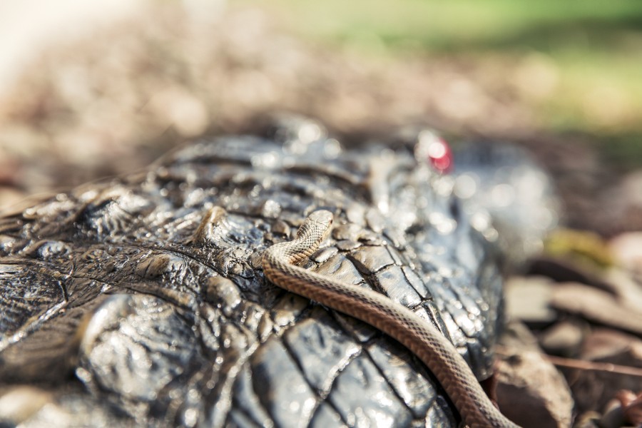 snake, reptile, closeup, nature, animal,