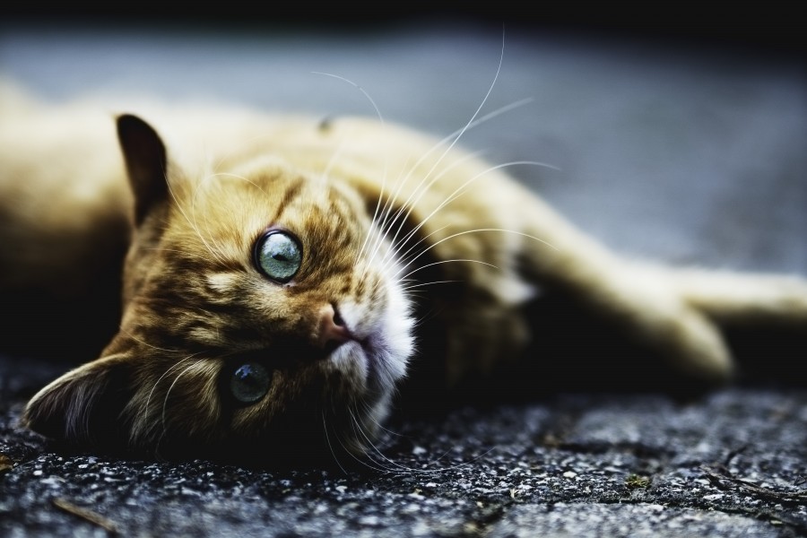 Kitten, cat baby, young animals, aggressive, hunt, cat, Skins, lovely, animals, carnivores, cute, fluffy, Hair, baby, mammal, paw, pets, playful, portrait, Thoroughbred, curious, wanted, free photos, Free images, domestic cat, animal head, portrait, Domestic Cat, Cute, Kitten, Animal, Photography, Looking At Camera, Domestic Animals, Young Animal, Color, Day, Horizontal, Indoors, Pets, No People, Animal Eye, Animal Body Part, Animal Themes, An animal, adorable, cute, pet, furry, mane, Colors, hairs, stripes, feline, pussycat, micifuz, michino, madrileño
