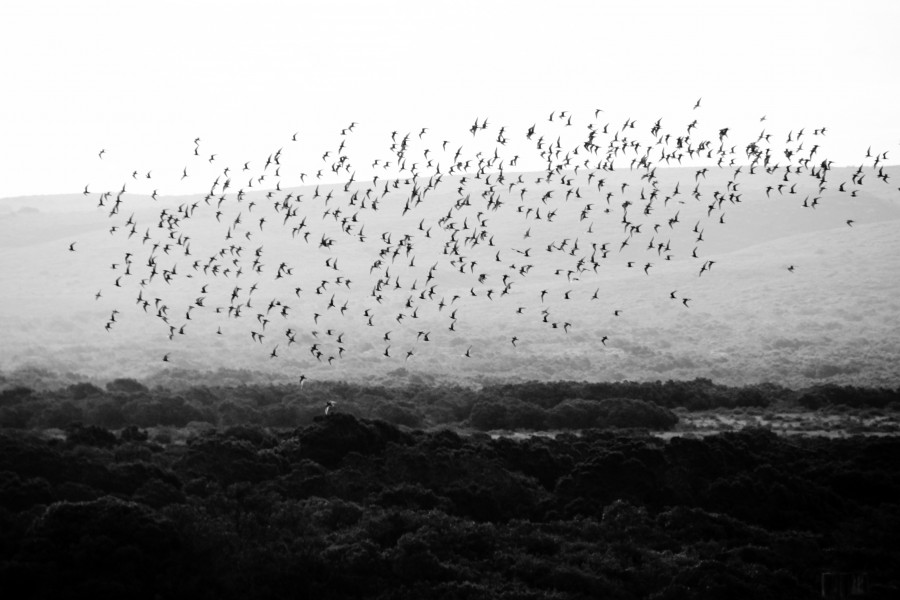Flock of birds, birds, animals, nature, black and white, migration, migrate,  