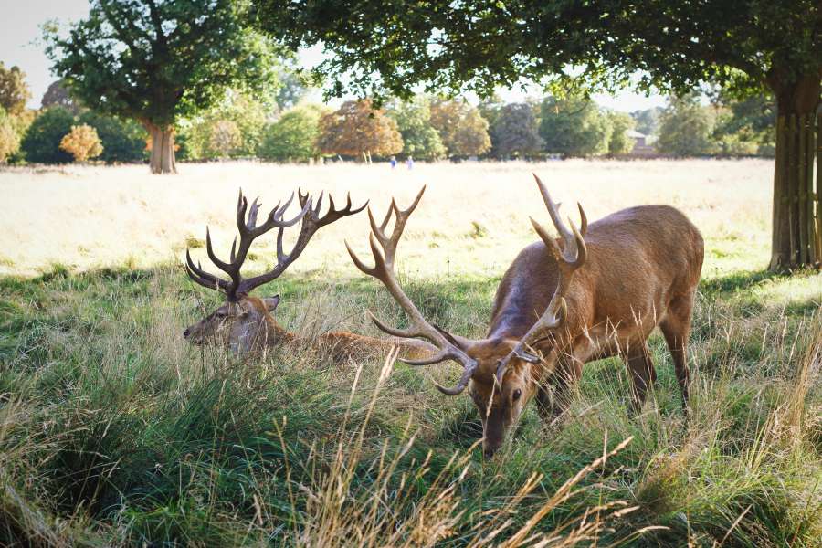 deer, animal, exterior, deer, nature, grazing, posture, horns, antlers,
