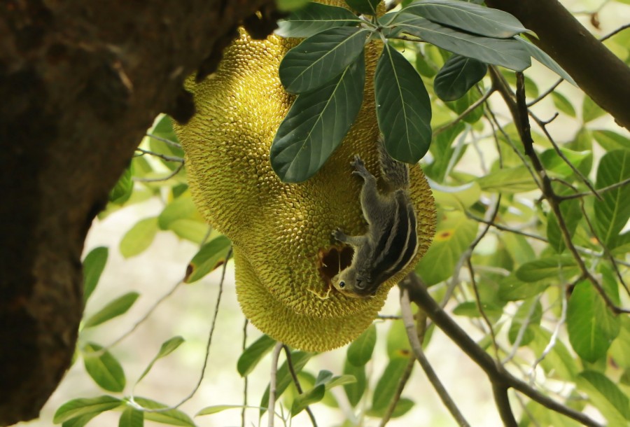 squirrel, animal, rodent, tree, fruit, food, nature,