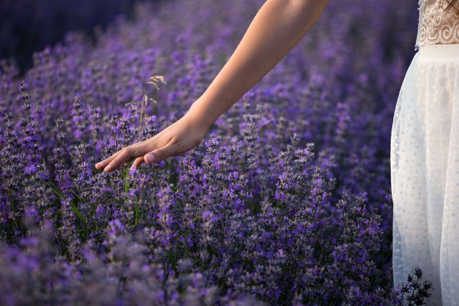 flower, summer, purple, hand, plant, touch, natural, herb, lavender, beautiful, field, bloom, blossom, nature, aromatherapy, relaxation, colorful, herbal, garden, blooming, violet, health, fresh, woman, fingers, white, beauty, aroma, girl, floral, female, france, flora, therapeutic, feel, background, countryside, calm, provence, scented, landscape, young, sunny, outdoors, rural, sun, sunset, meadow, fragrant, relax