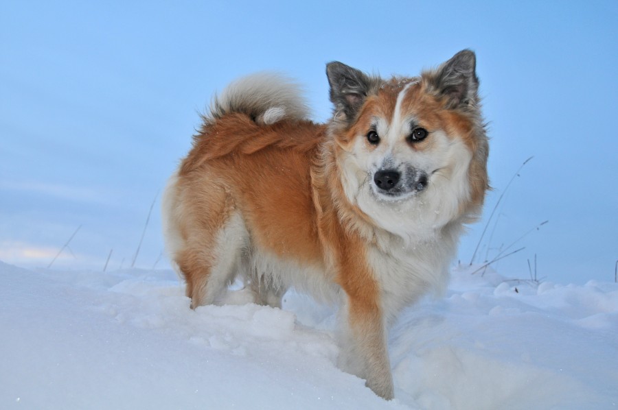 Shepherd, iceland, snow, cold, winter, fur, golden, white, sky background, Pet, Dog, Animal, Cute, Portrait, Cut Out, Cheerful, Looking At Camera, Studio Shot, Mouth Open, Color, Carefree, Animal Mouth, One Animal, Photography, Animal Body Part, Fur, mane, adorable, tender, sweet, playful, kind, friend, faithful friend, faithfulness, Tenderness, pet, pet, family, Pets, animals, breeds, thoroughbred, mongrel, cheerful, sympathetic, nice, cuddly, loving, Hound, puppies, Images, free images, photography, free