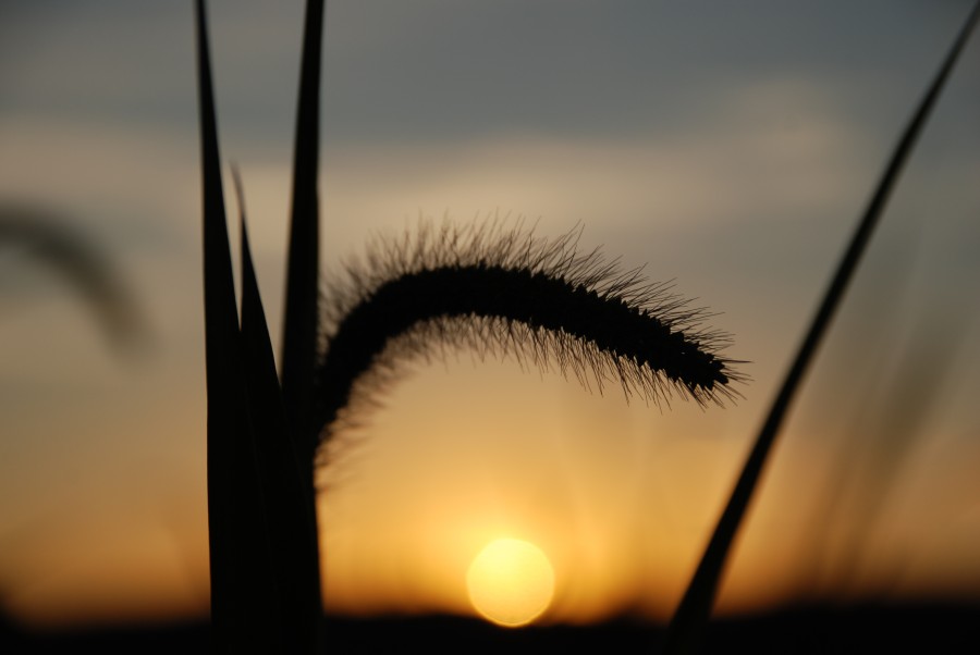 field, sunset, plant, wheat, sun, sunset, sunset, nobody, landscape, night, nature,