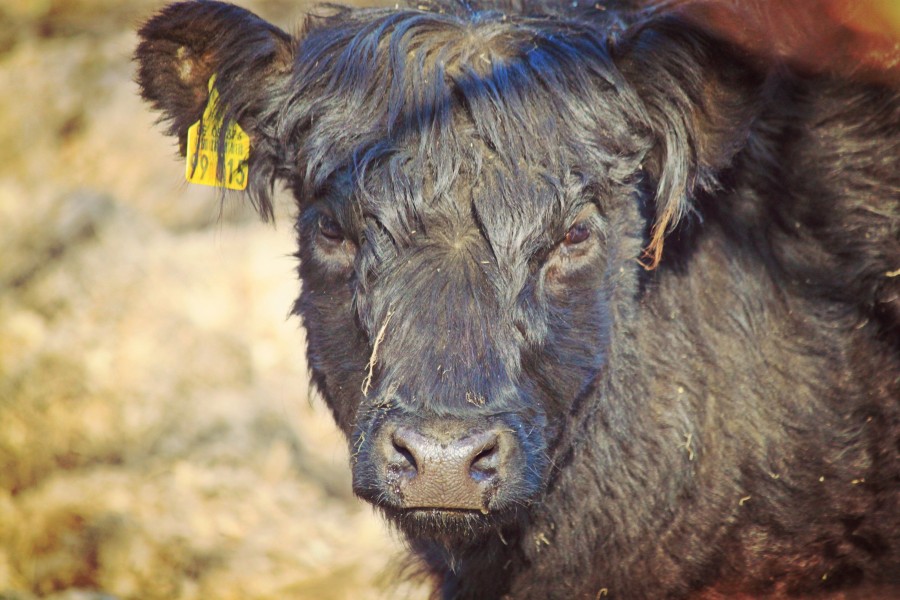 cow, animal, cattle, hereford, looking at camera,