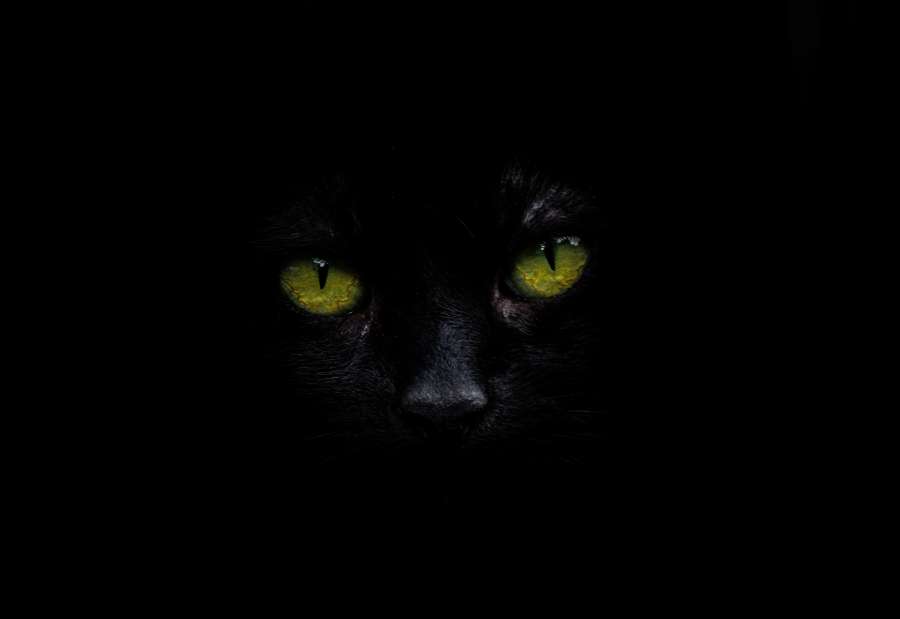 Cat, Cat Eye, Feline, Black, Detail, Cat Face, Green, Pet, Nature, Face, Eye, Wallpaper, animal