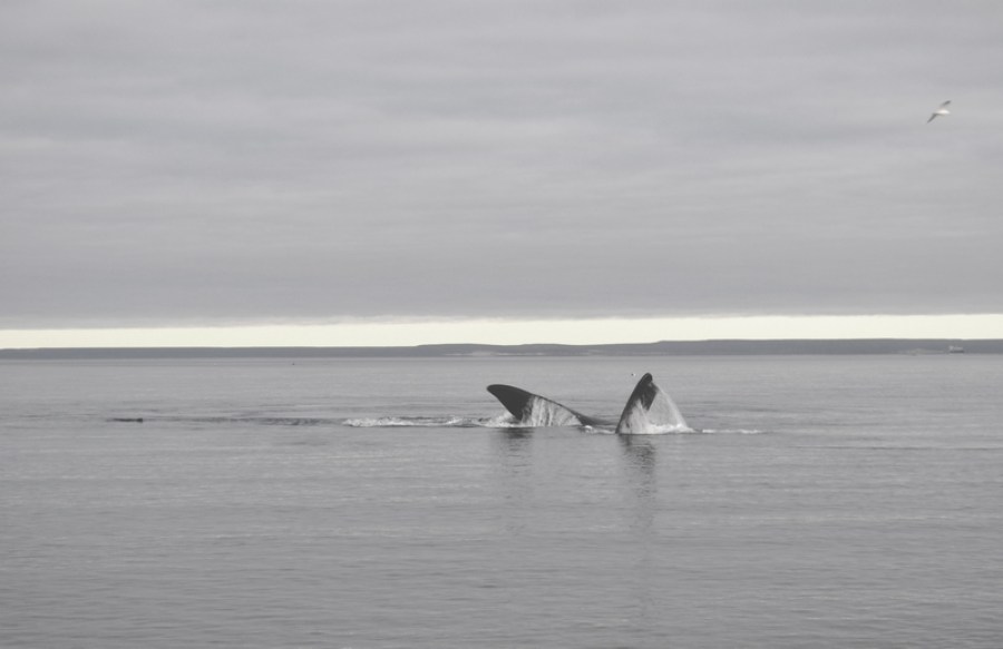 Port Madryn, fin whale, southern coast, Argentina, 