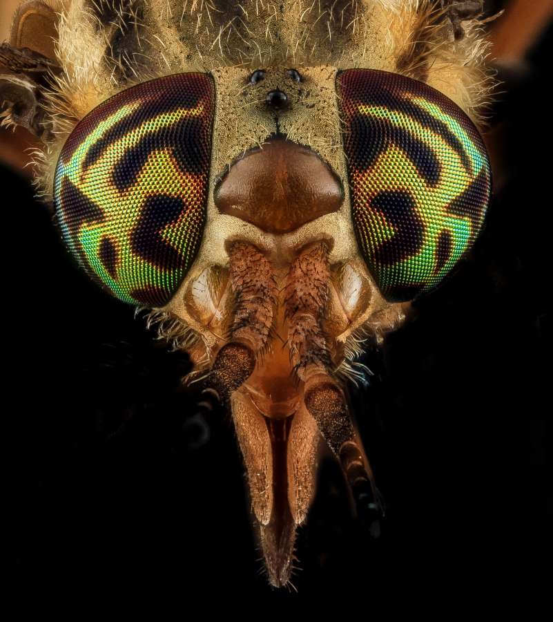 head, insect, macro, proboscis, nature, sucker, horsefly, sting, green, pain, pest, relictus, biology, hairy, horse, bug, twin-lobed, eye fauna, animal, mouth, parasite, sucking, close-up, fly, detail, extreme, deerfly, stinging, stack, gadfly, focus, chrysops, biting, horse-fly, diptera, yellow, jacket, fauna, bee, eye, large, wild, big, hornet, wasps, vespine, micro